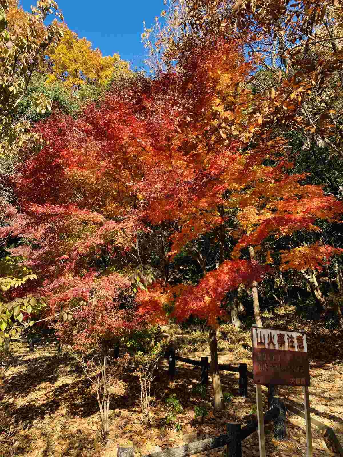 レス14番の画像1