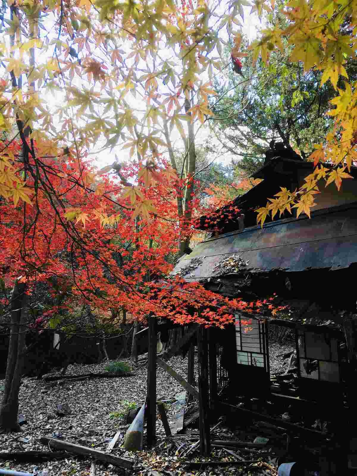 レス20番の画像1